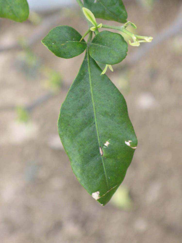              Trifoliolate leaf (Riverside, CA)       